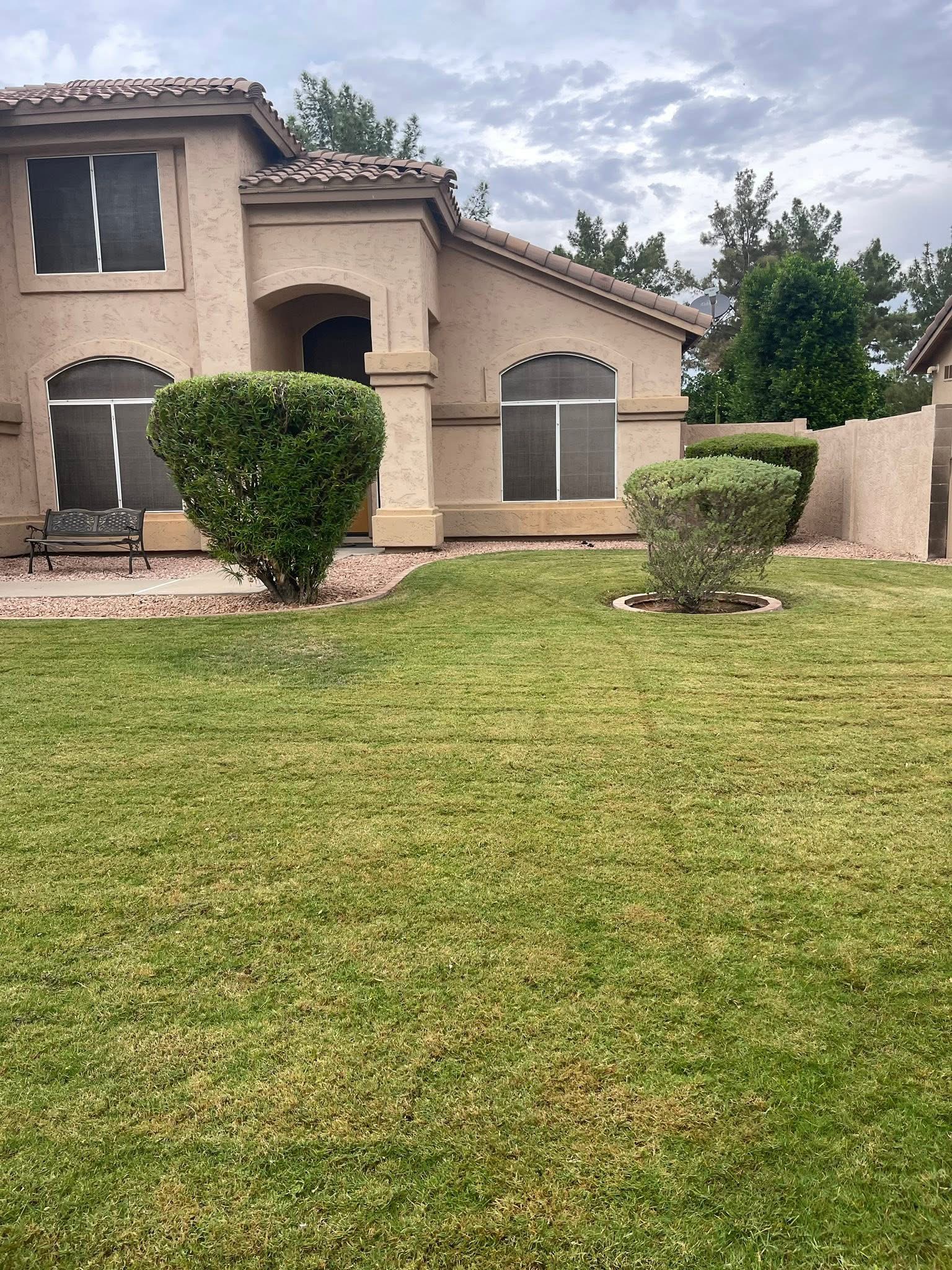 Natural grass lawn Mesa AZ